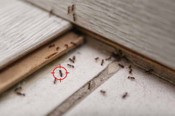 Best Termite Control Services  in New Sarpy, LA