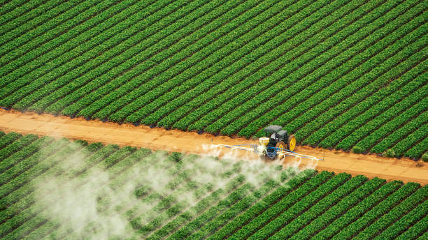 Professional Pest Control in New Sarpy, LA