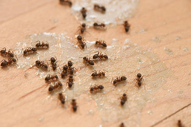 Best Cockroach Control Services  in New Sarpy, LA