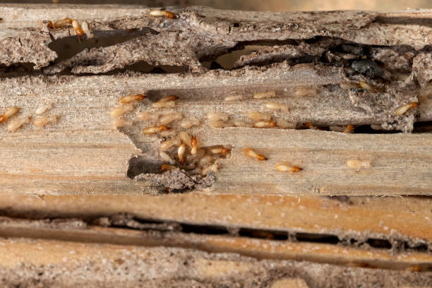 Best Pest Control Near Me  in New Sarpy, LA