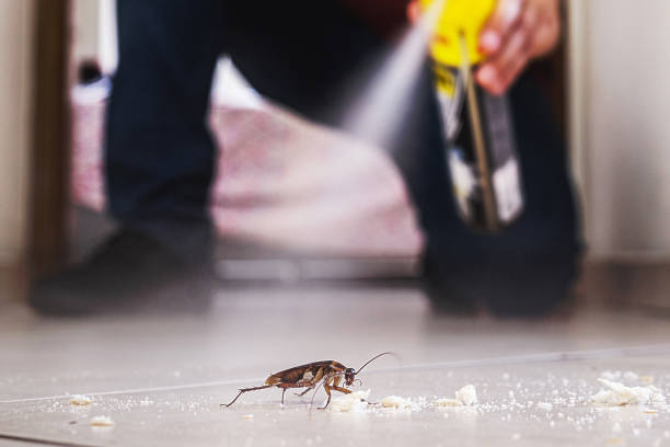 Best Affordable Pest Control Services  in New Sarpy, LA