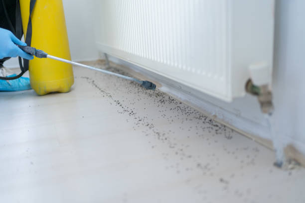 Best Affordable Pest Control Services  in New Sarpy, LA
