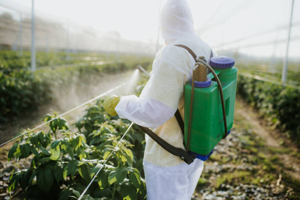 Best Cockroach Control Services  in New Sarpy, LA
